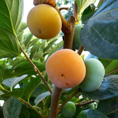 Kaki pomme Fuyu - LoggaWiggler de Pixabay 
