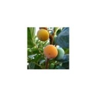 Kaki pomme Fuyu - LoggaWiggler de Pixabay 
