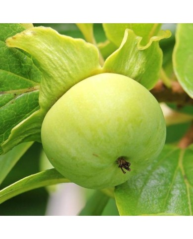 Kaki pomme Fuyu - fruit vert - S. Hermann / F. Richter de Pixabay 