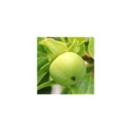 Kaki pomme Fuyu - fruit vert - S. Hermann / F. Richter de Pixabay 