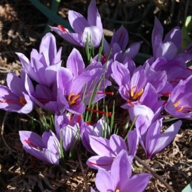 Crocus à safran (C. sativus) - par 200
