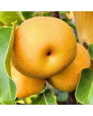 Nashi 'Hosui' - Pyrus pyrifolia (Yuki Shiroi / pixabay.com)