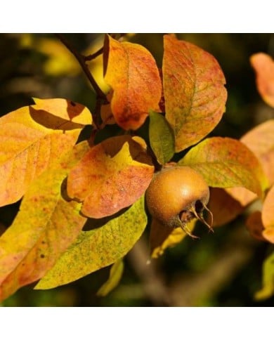 Néflier d'Allemagne - Mespilus germanica - Fruits et feuilles d'automne (Siala / pixabay.com)