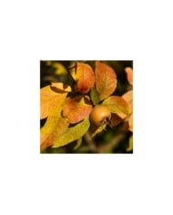 Néflier d'Allemagne - Mespilus germanica - Fruits et feuilles d'automne (Siala / pixabay.com)
