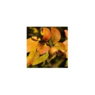 Néflier d'Allemagne - Mespilus germanica - Fruits et feuilles d'automne (Siala / pixabay.com)