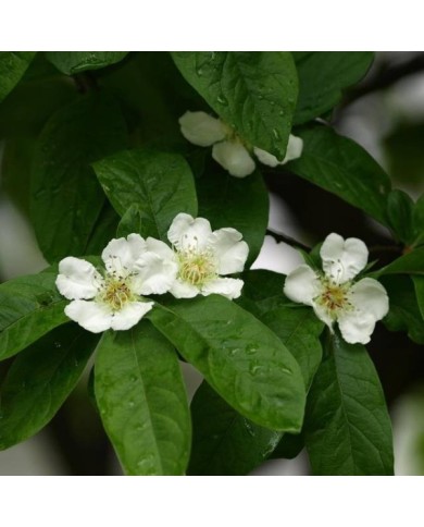 Néflier d'Allemagne - Mespilus germanica - Fleurs (Helga / pixabay.com)