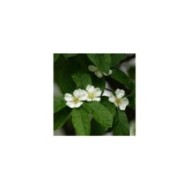 Néflier d'Allemagne - Mespilus germanica - Fleurs (Helga / pixabay.com)