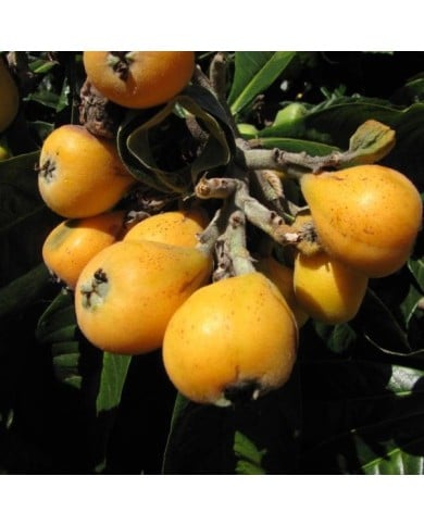 Néflier du Japon - Eriobotrya japonica - Fruits (Forest and Kim Starr)