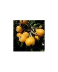 Néflier du Japon - Eriobotrya japonica - Fruits (Forest and Kim Starr)