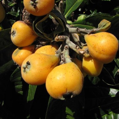 Néflier du Japon - Eriobotrya japonica - Fruits (Forest and Kim Starr)