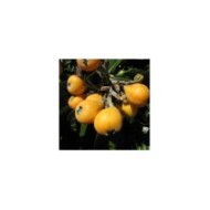 Néflier du Japon - Eriobotrya japonica - Fruits (Forest and Kim Starr)