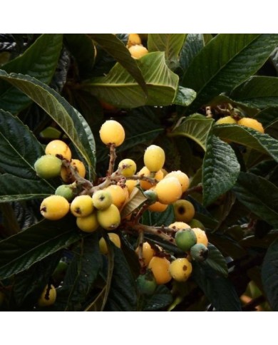 Néflier du Japon  - Eriobotrya japonica - Fruits (@caeuje / Pixabay)