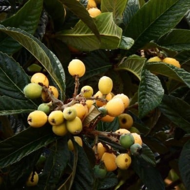 Néflier du Japon  - Eriobotrya japonica - Fruits (@caeuje / Pixabay)