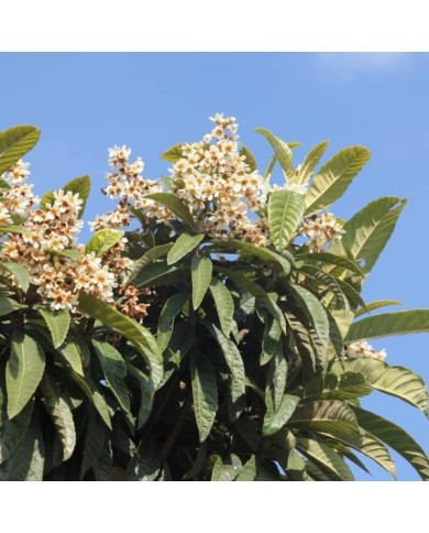 Néflier du Japon - Eriobotrya japonica - Fleurs (Ismet Sahin / Pixabay)
