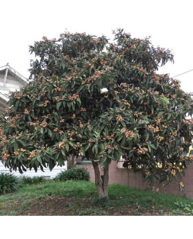 Eriobotrya japonica - Néflier du Japon - arbre avec fruits (carlfbagge)