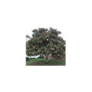 Eriobotrya japonica - Néflier du Japon - arbre avec fruits (carlfbagge)
