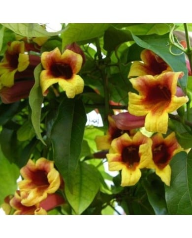 Bignone capreolata