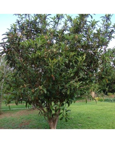 Eriobotrya japonica - Néflier du Japon - arbre (Forest and Kim Starr)