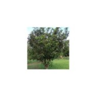 Eriobotrya japonica - Néflier du Japon - arbre (Forest and Kim Starr)