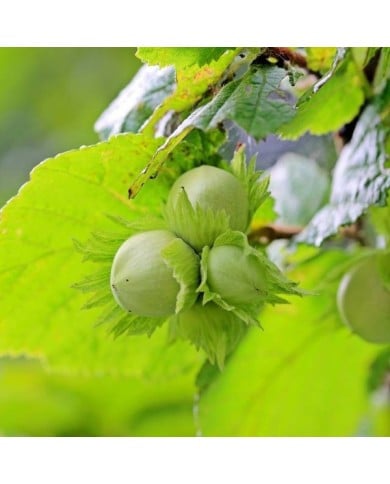 Noisetier 'Fertile de Coutard' (Myriams-Fotos / Pixabay)