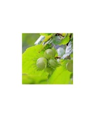 Noisetier 'Fertile de Coutard' (Myriams-Fotos / Pixabay)