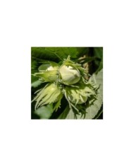 Noisetier Merveille de Bollwiller (Myriams-Fotos / Pixabay)