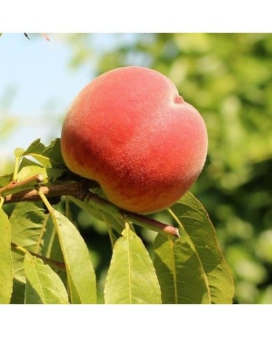 Pêcher 'Dixired' - fruits (Alicja / pixabay.com)