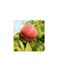Pêcher 'Dixired' - fruits (Alicja / pixabay.com)