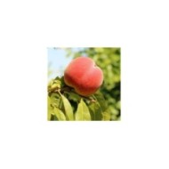 Pêcher 'Dixired' - fruits (Alicja / pixabay.com)