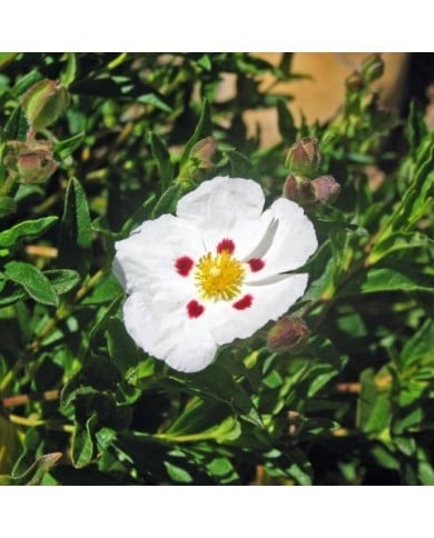 Ciste obtusifolius