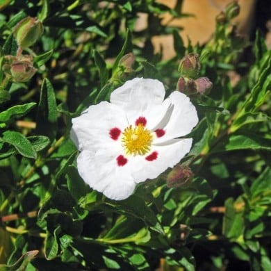 Ciste obtusifolius