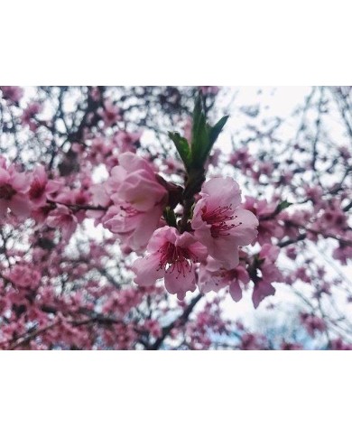 Pêcher 'Saturne' en fleurs