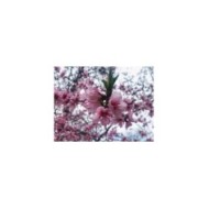 Pêcher 'Saturne' en fleurs