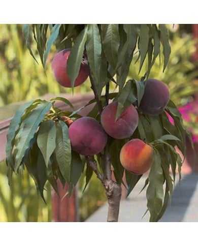 Pêcher nain 'Bonanza' (fruits) (D.R.)