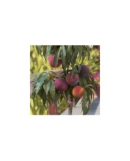 Pêcher nain 'Bonanza' (fruits) (D.R.)