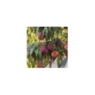 Pêcher nain 'Bonanza' (fruits) (D.R.)