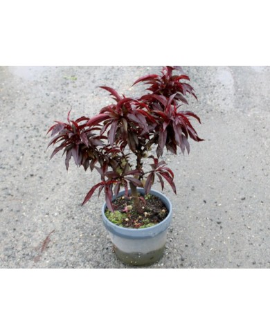 Pêcher nain (plante avant envoi)