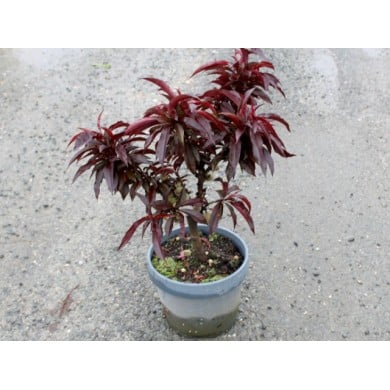 Pêcher nain (plante avant envoi)