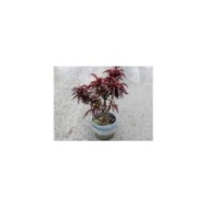 Pêcher nain (plante avant envoi)