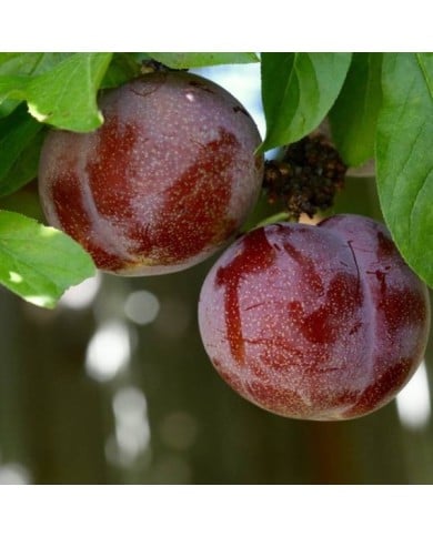 Pluot 'Purple Candy' (Nikita / flickr.com)