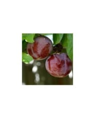 Pluot 'Purple Candy' (Nikita / flickr.com)