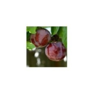 Pluot 'Purple Candy' (Nikita / flickr.com)