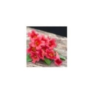 Bignone capreolata Atrosanguinea