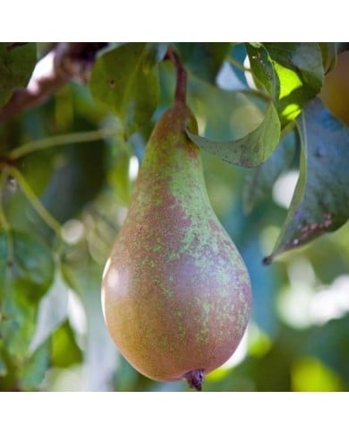 Poirier Conférence - fruit (No-longer-here / Pixabay)
