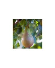 Poirier Conférence - fruit (No-longer-here / Pixabay)