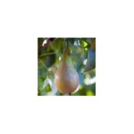 Poirier Conférence - fruit (No-longer-here / Pixabay)