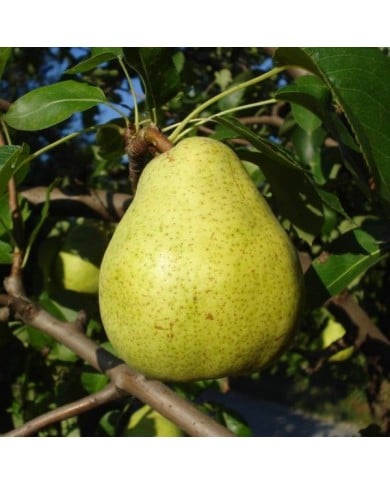 Poire Doyenné du Comice (Silverije / Wikimedia)