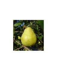 Poire Doyenné du Comice (Silverije / Wikimedia)