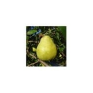 Poire Doyenné du Comice (Silverije / Wikimedia)