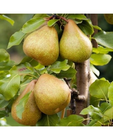 Poirier Delbard Gourmande® (Delbard)